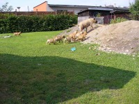 /album/skupinove-foto-a-takhle-se-mame-/a-hura-za-mamou-jeste-cela-smecka-8-tyden-jpg/